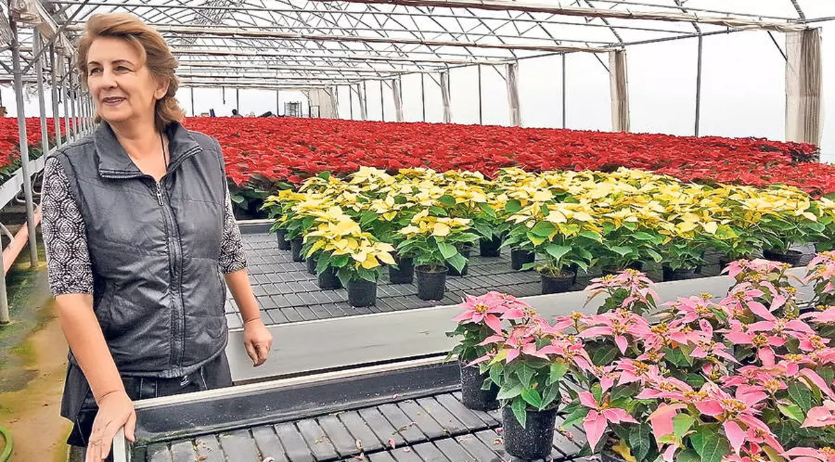 Serele Codlea ar putea înflori din nou