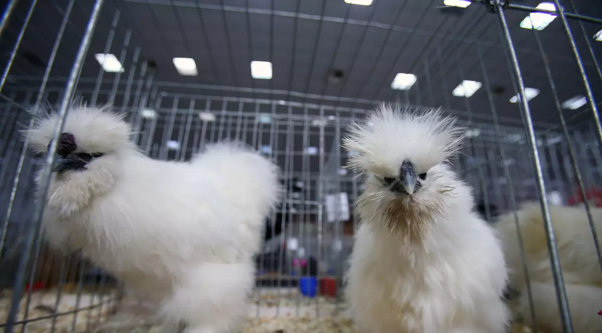 Iulia, ţi-a expirat găina! Iată care sunt noile trenduri!