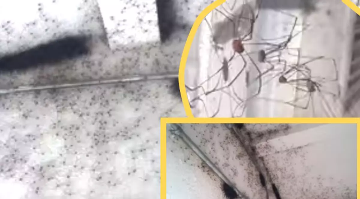 Mii de păianjeni cad din tavan! Clipul îngrozitor, care te va bântui | VIDEO