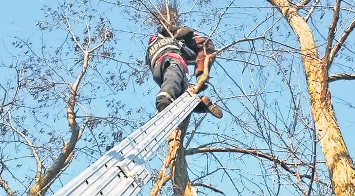 Blestemul cântecului de cucuvea