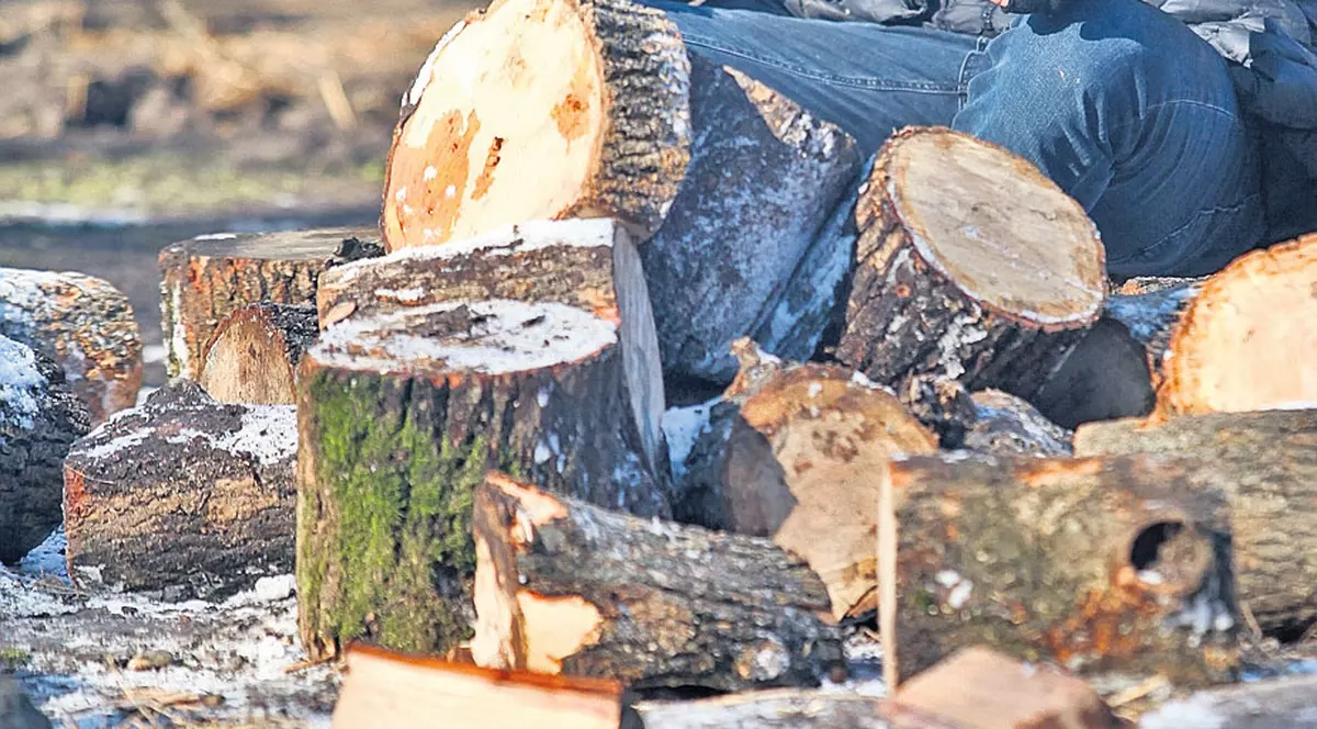 Buturuga mare meditează printre buturugile mici