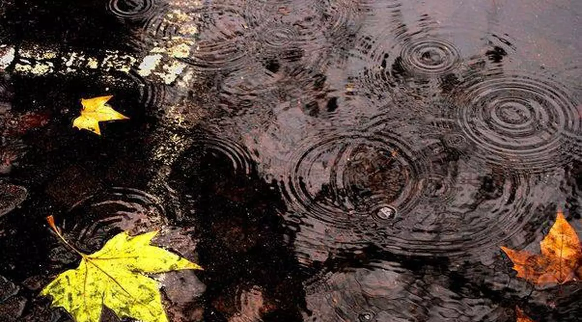 Ce poți face cu APA DE PLOAIE? Beneficii care te vor convinge să o colectezi