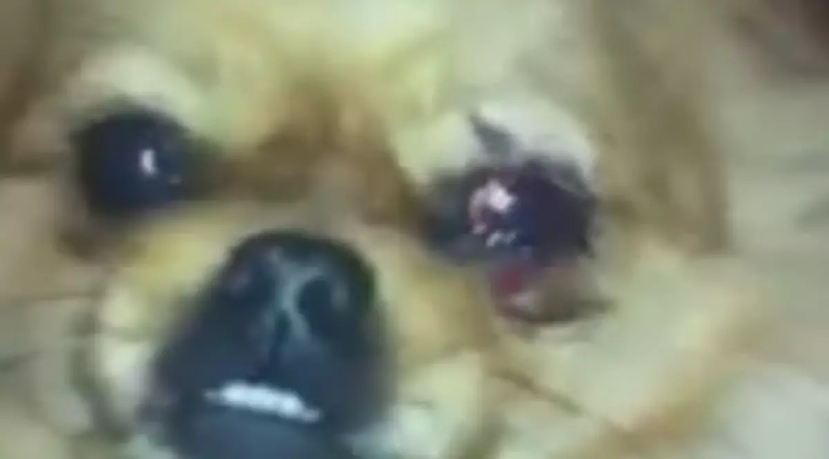 Ce suflet! Consilier acuzat că a MUTILAT un CĂȚELUȘ. I-a dat cu o CĂRĂMIDĂ în cap! 