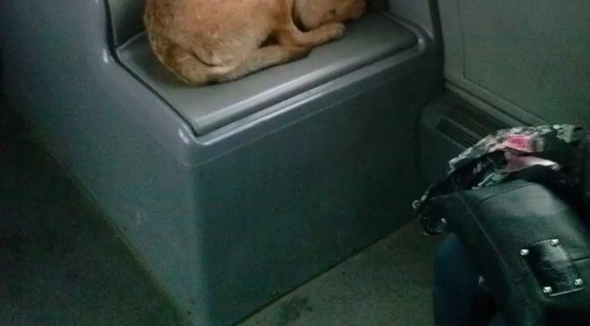 Loc rezervat maidanezilor: ”Trezește-mă și pe mine la următoarea stație!” 