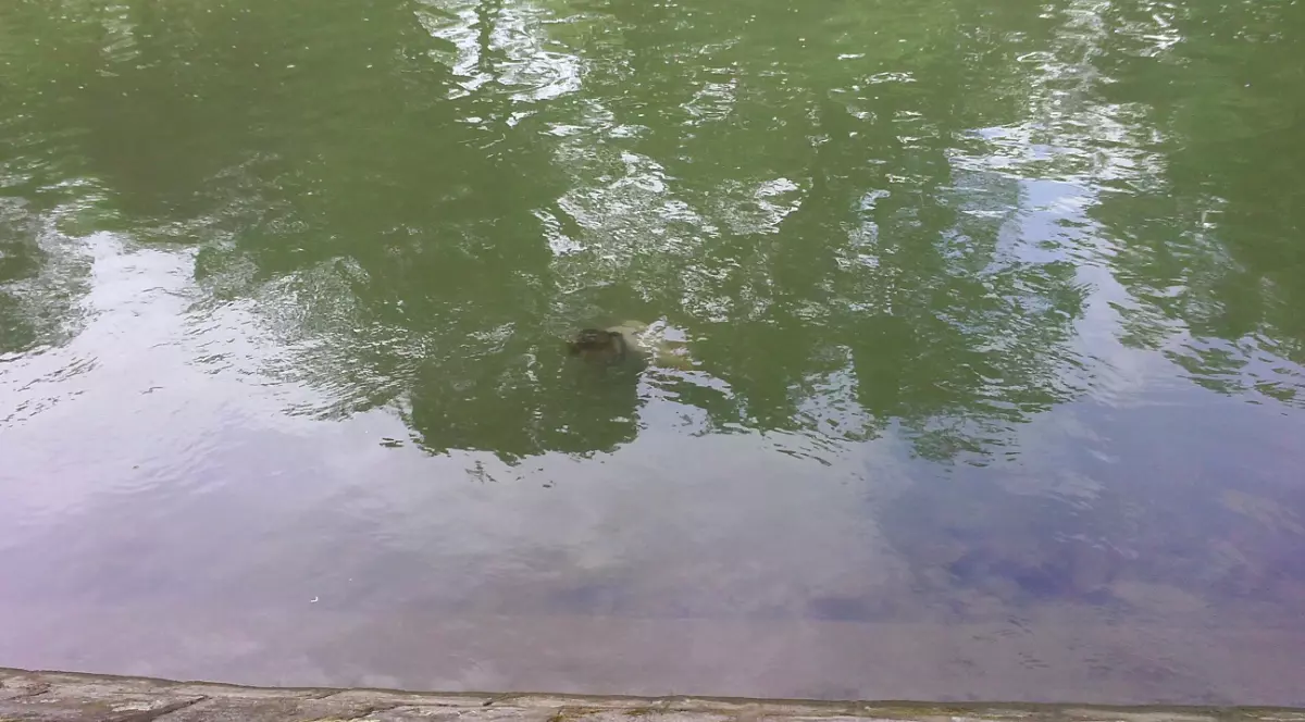 Sfârşit tragic pentru un adolescent din Prahova. Băiatul de 15 ani s-a înecat