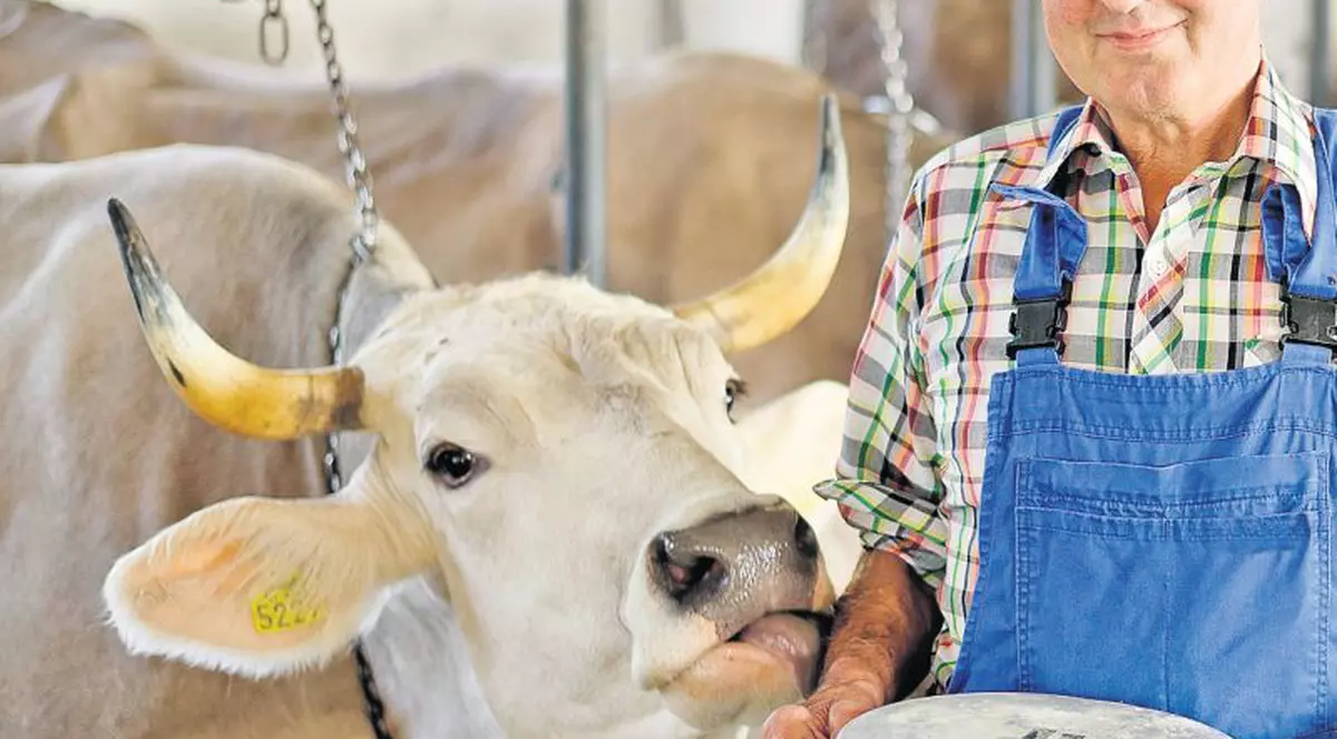 De la 1 aprilie se elimină cotele la lapte | Micii fermieri, principalii perdanţi