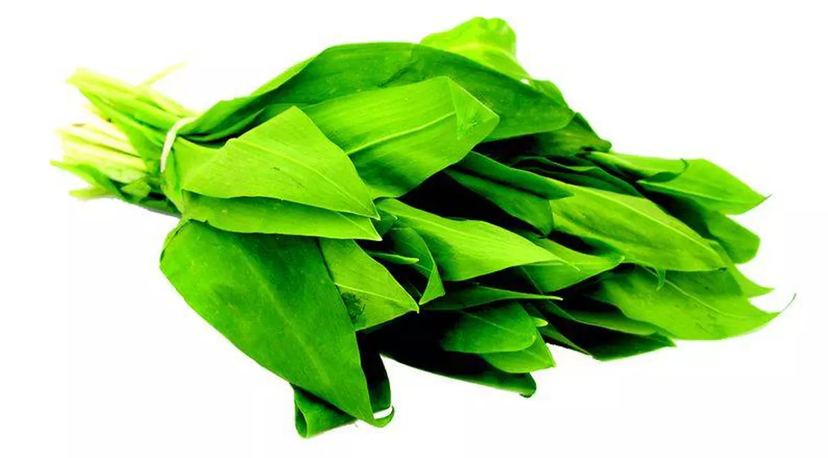 MINUNEA DE PRIMĂVARĂ. LEURDA, leacul natural care ne curăţă organismul de toxine şi ne întăreşte sistemul imunitar