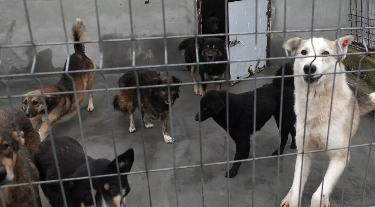 Vești bune pentru iubitorii de animale! Uite ce au decis parlamentarii europeni!