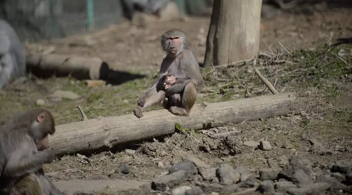 Imagini înduioșătoare la Zoo Sibiu!