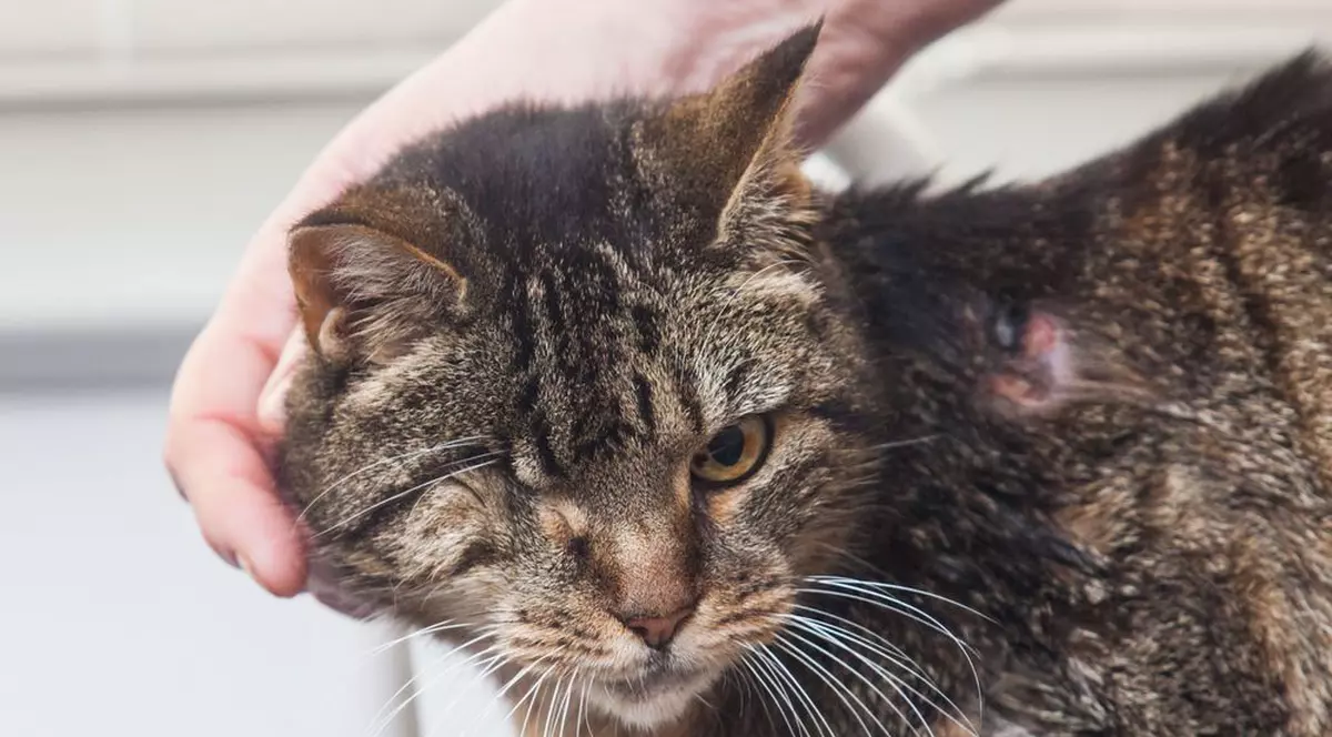 Câți ANI ARE cea mai BĂTRÂNĂ pisică din lume?