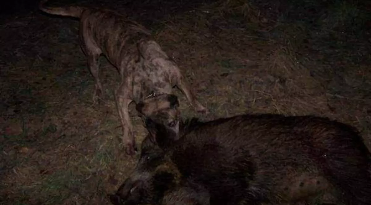 Şocant! Pitbulli folosiţi la vânătoare pentru a sfâșia animalele