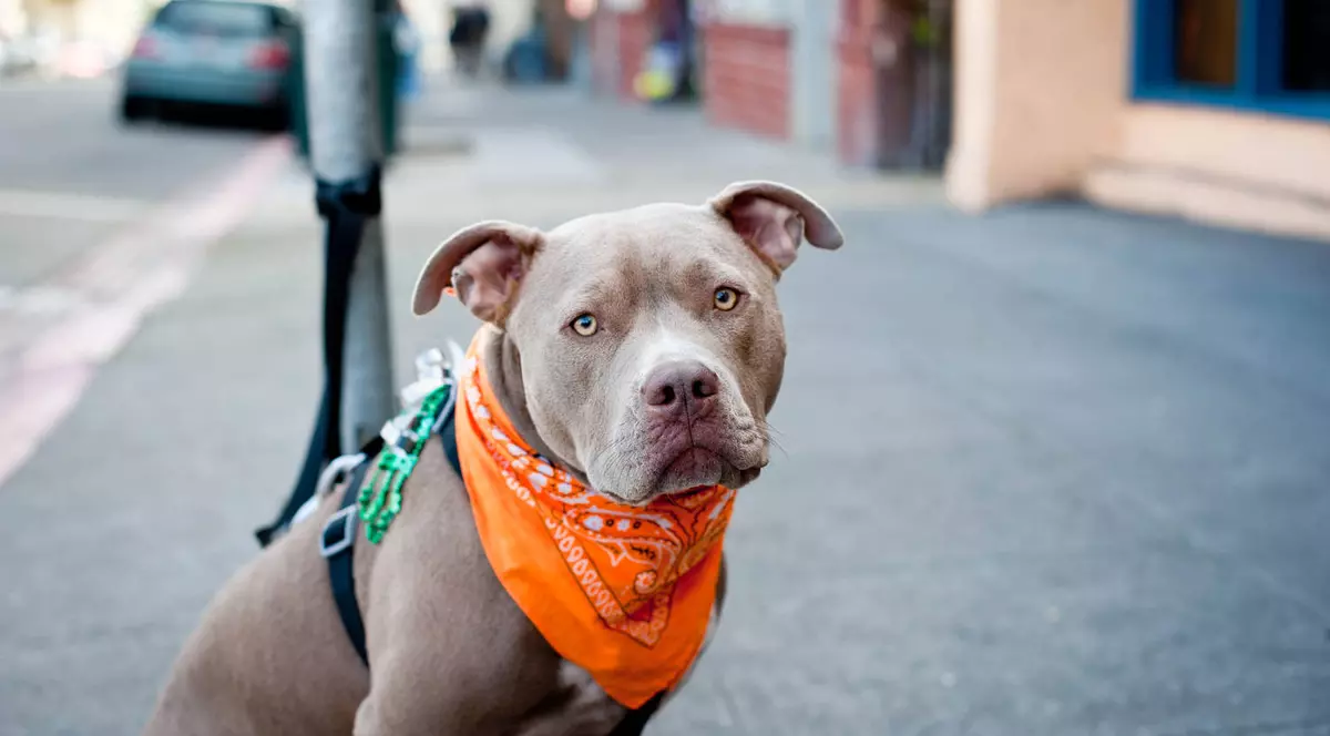 Şocant! O femeie din Drobeta a fost SFÂŞIATĂ DE CÂINELE SĂU în timp ce îl hrănea. I-a mâncat capul! 