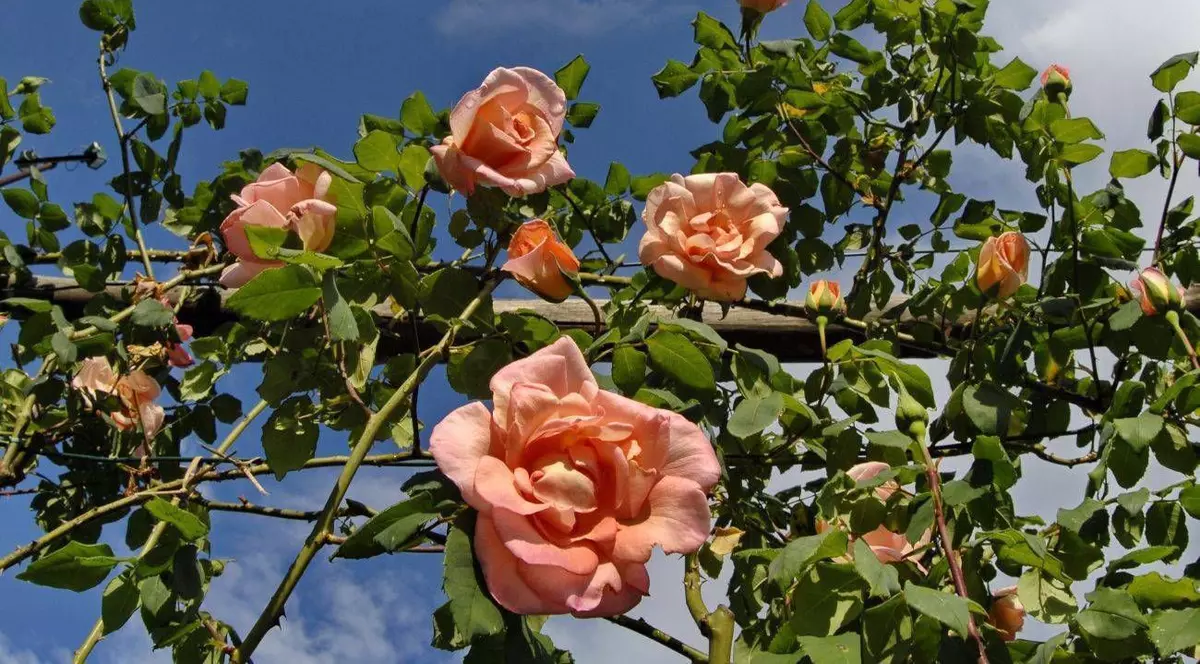 PROGNOZA METEO pe două săptămâni. Cum va fi VREMEA de Florii și de PAȘTE