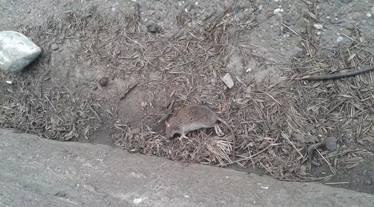 Revoltător! Un focşănean a filmat şobolanii care colcăie pe trotuare. VIDEO