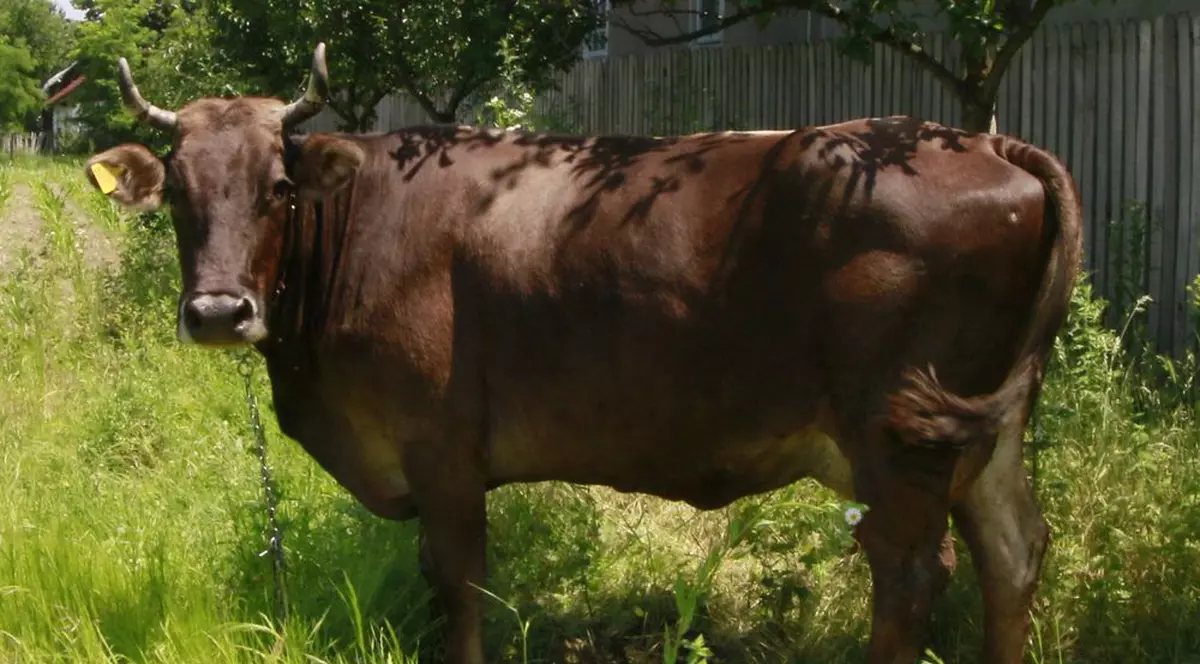 Vacă de aproape o jumătate de tonă scoasă din fântână de pompieri