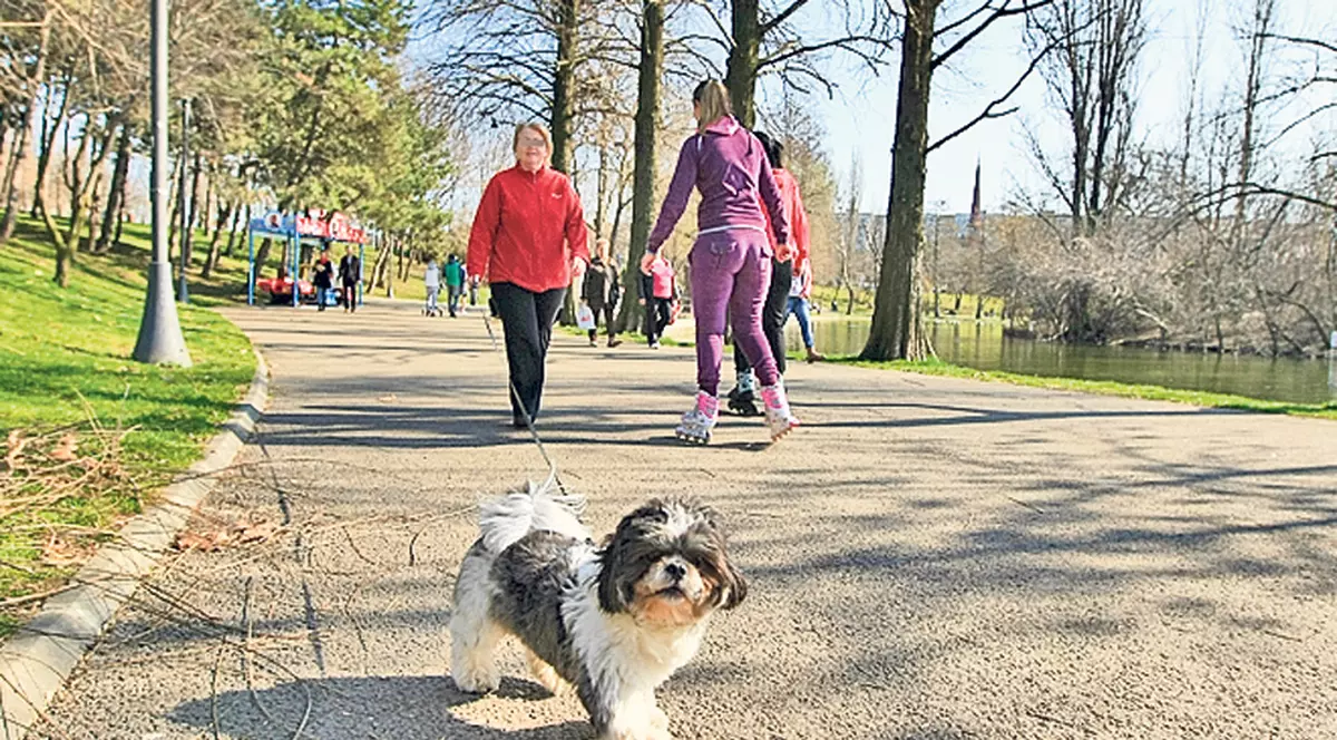 70% dintre români nu și-au înregistrat câinii