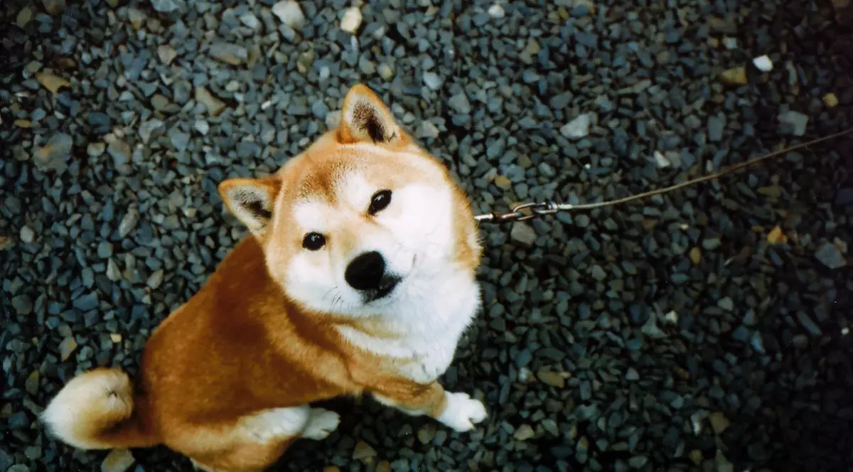 11 semne că ai nevoie de un cățel