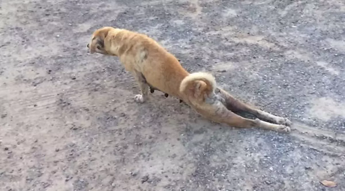 Este INCREDIBIL ce face acest cățel pentru o gustare