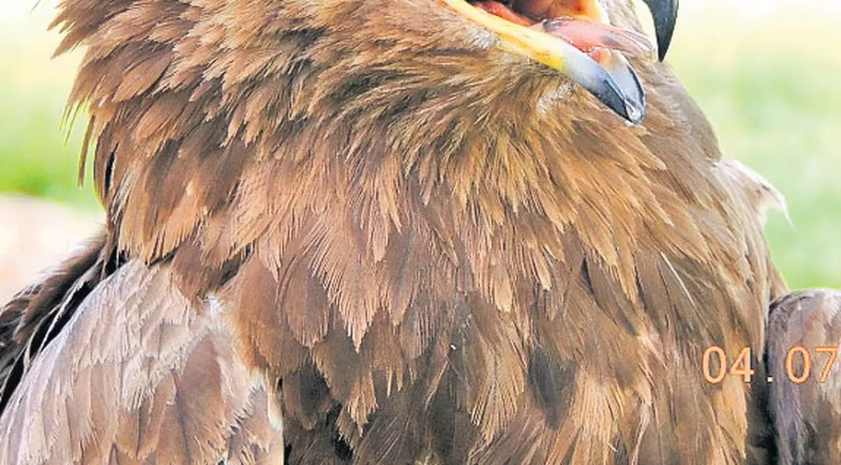 Arlie a revenit în România