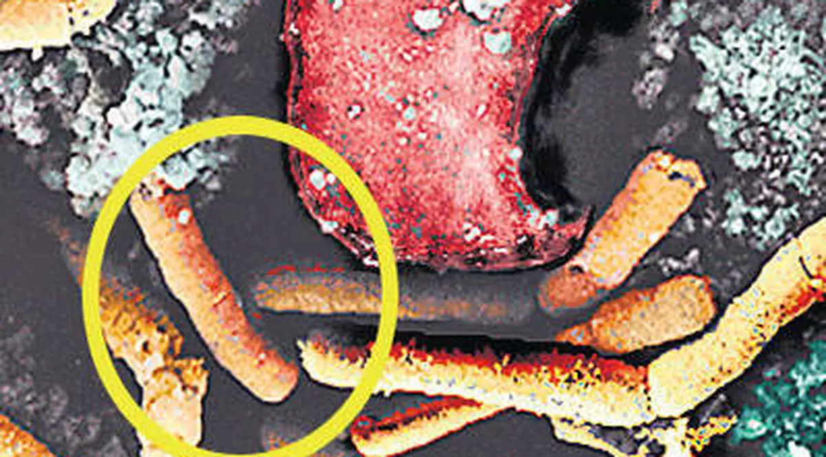 Autorităţile anunţă: campania naţională de vaccinare împotriva antraxului e în toi!