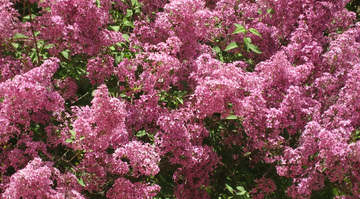 Iubeşti liliacul? Uite cum se îngrijeşte ca să-l ai înflorit mult timp