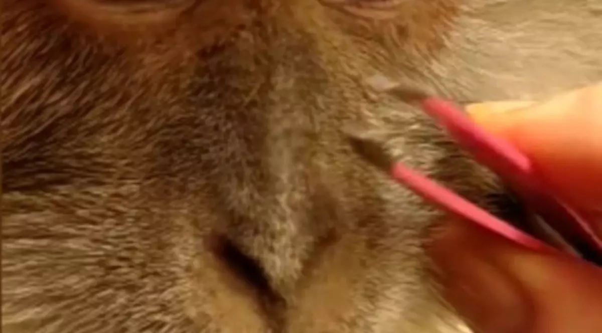 Așa ceva nu ai mai VĂZUT! Ce a putut să-i facă această femeie BIETEI MAIMUȚE | VIDEO