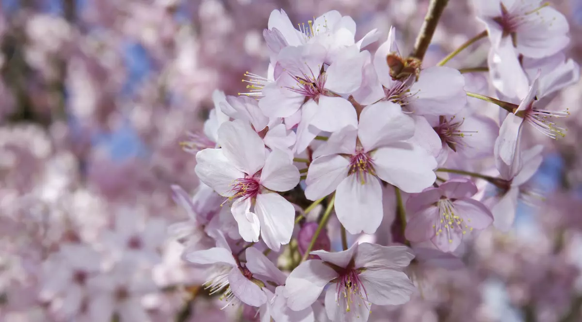 Când sunt Floriile în 2020