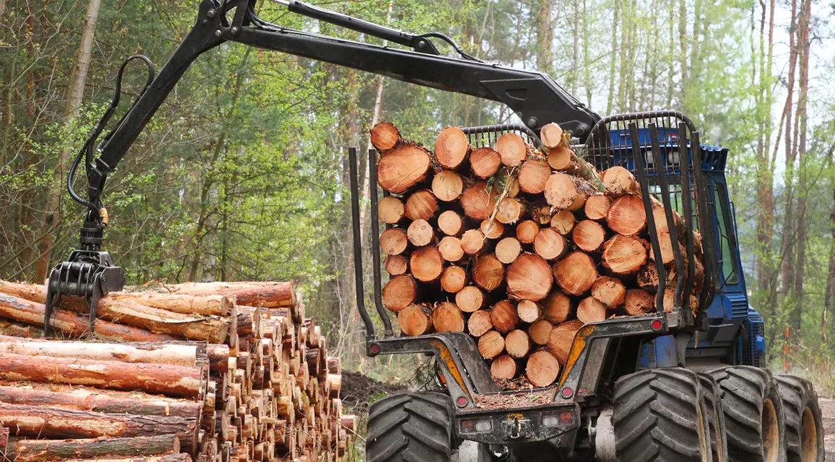 Interzicerea exportului de lemne de foc, pe următorii trei ani