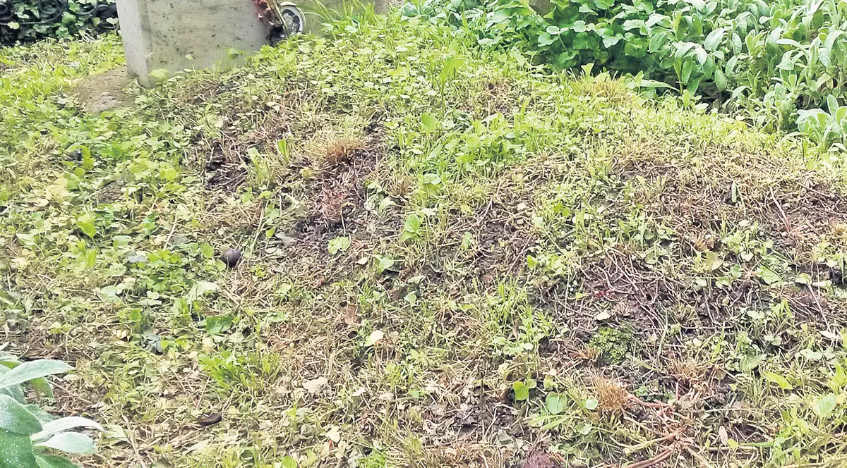 Monumentul buruienilor | Mormântul lui Gică Petrescu a ajuns într-o stare deplorabilă