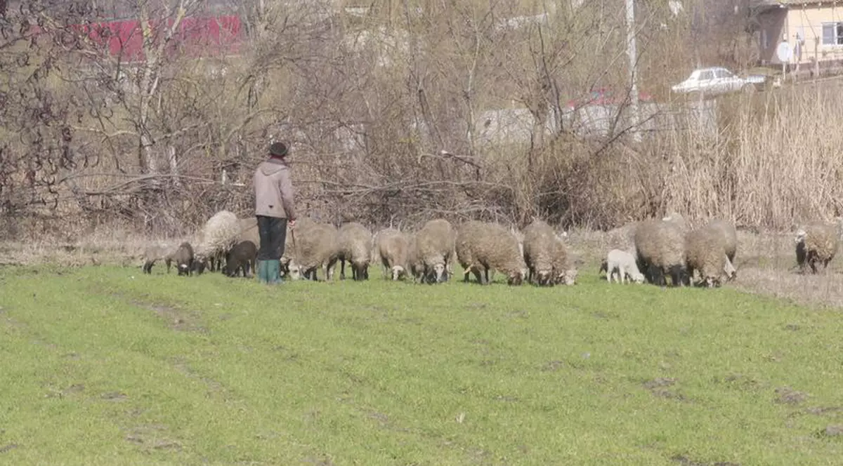 Nu e banc! Lupul, reclamat la 112 pentru că a mâncat o oaie