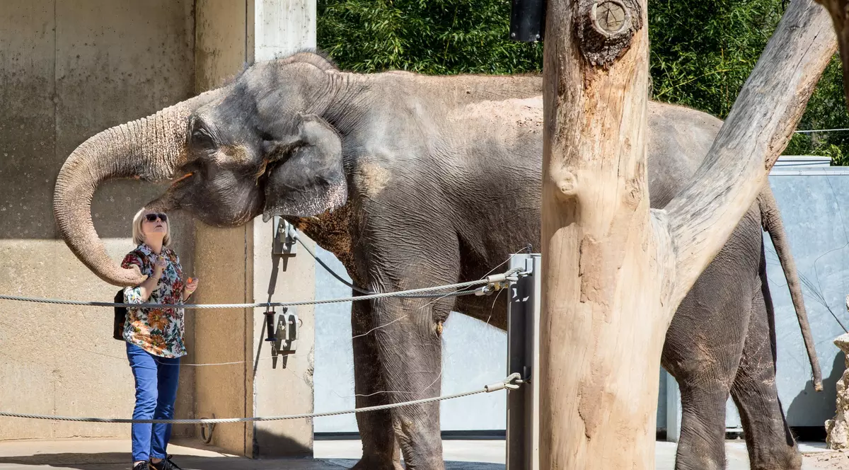 Selfie-urile nu mai sunt la modă! Uite cum arată "elphie", prima fotografie făcută de un elefant | FOTO 