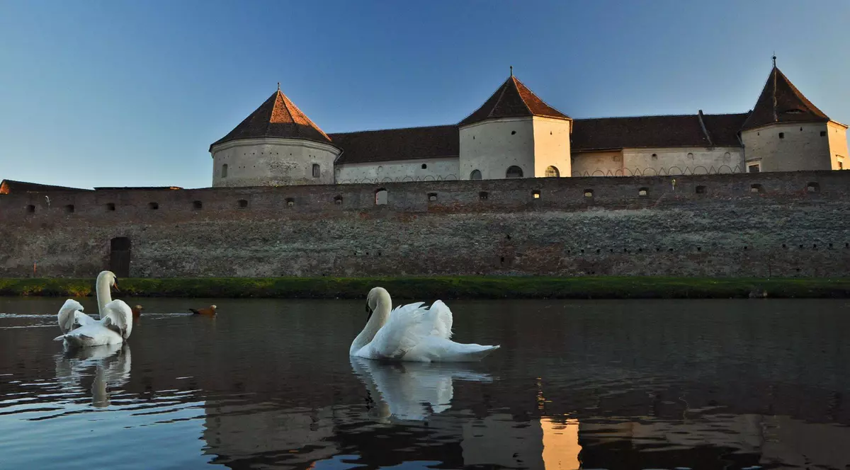 Culmea hoției în România! Au furat ouăle de sub lebede | FOTO