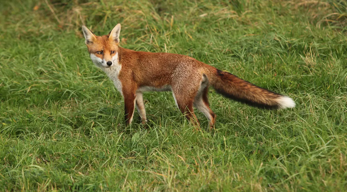 O vulpe a intrat într-un magazin de cosmetice dintr-un supermaket din Braşov