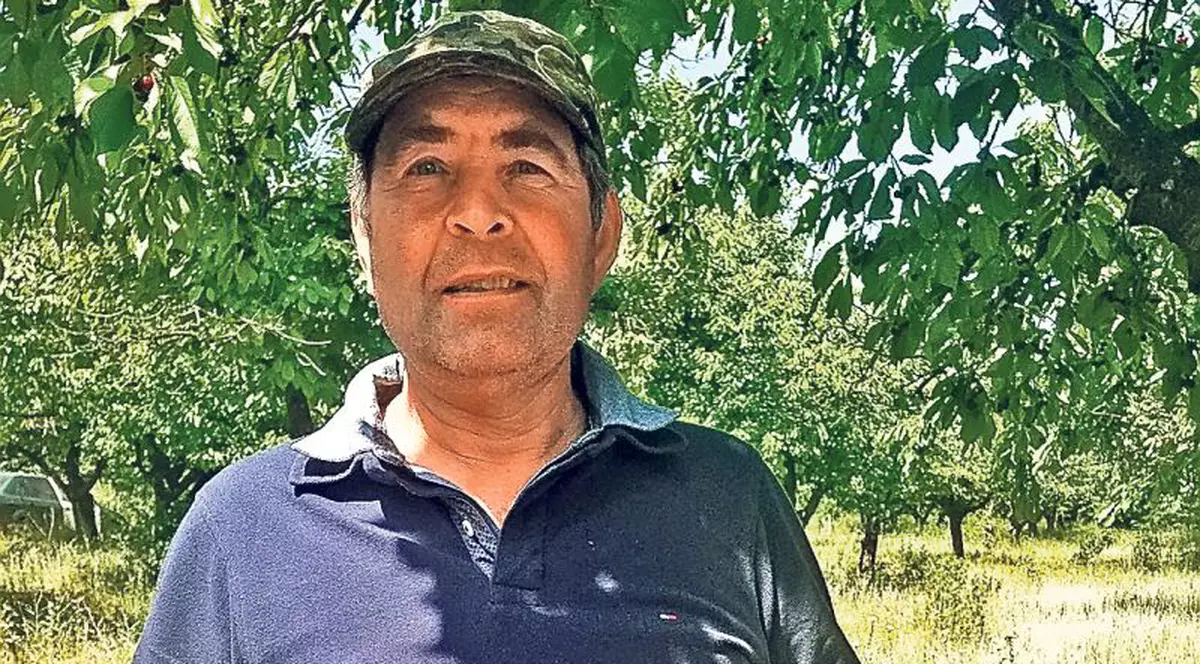 Cireşele de Comarna se strică în copaci