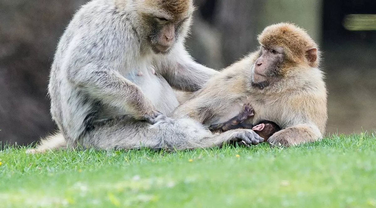 O femeie susţine că a fost AGRESATĂ SEXUAL de două MAIMUŢE, în vacanţă. Ce a făcut victima după aceea e incredibil