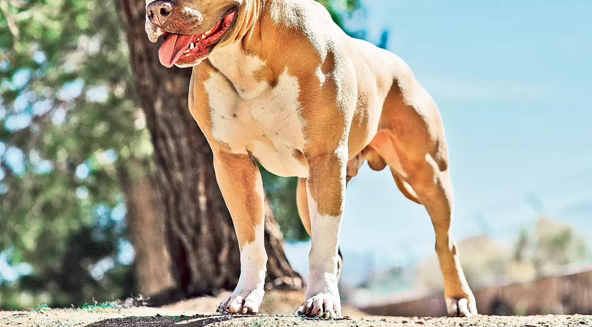 Pitbull agresiv? Reclamă cazul la Poliţie şi la Direcţia Sanitar- Veterinară!