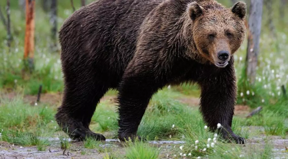 Zi nebună la Piatra Arsă, în Bucegi! Atleții au fost alergați de un urs imens! / GALERIE FOTO