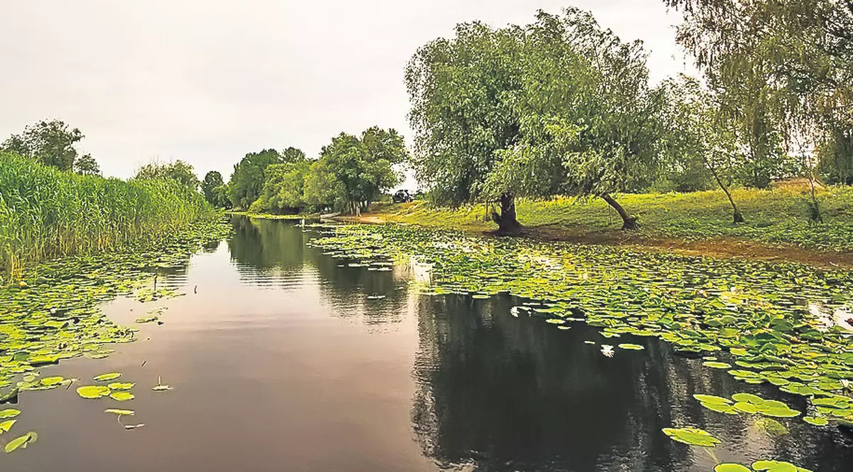 Știai că? | În Delta Dunării există plante carnivore!