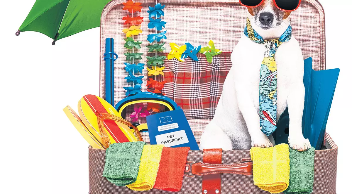 Merge şi el în vacanţă «afară»? Află care sunt regulile pentru călătoria animalelor de companie în străinătate