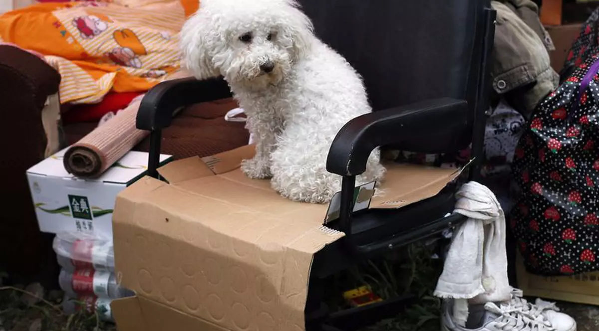 O bătrână care și-a pierdut câinele pune la bătaie peste jumătate de milion de dolari ca RECOMPENSĂ