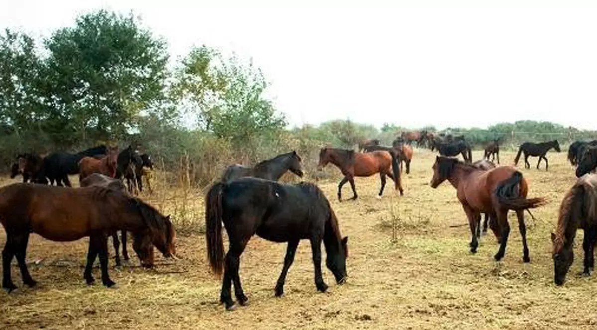 Sfârşit tragic pentru un bărbat din Gorj. A dus calul la păscut şi a căzut în prăpastie