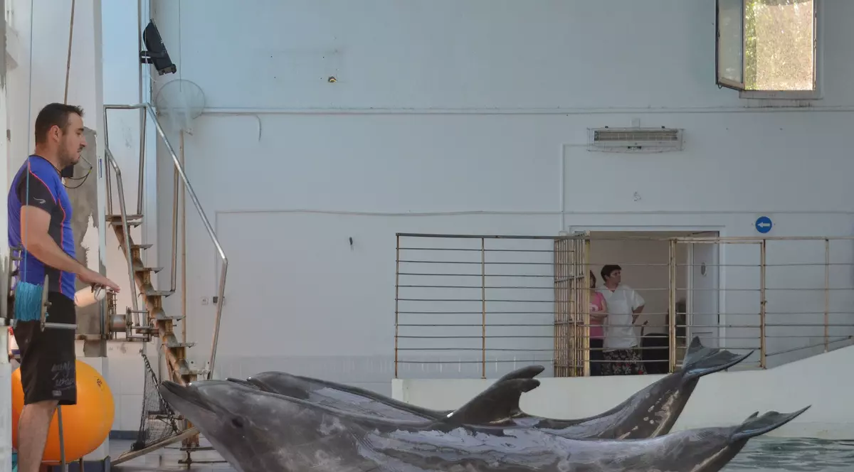 Delfinii de la Constanța vor avea vecini o familie de pinguini