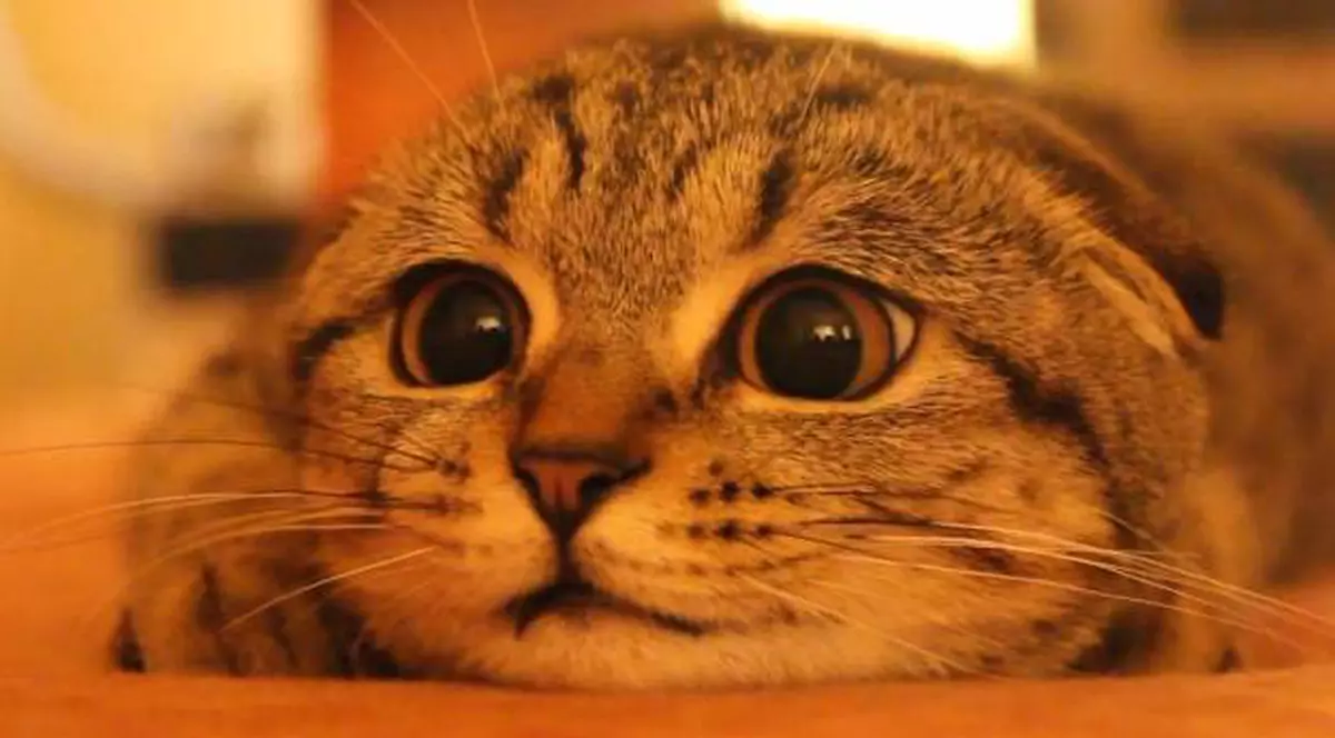 ADORABILĂ! Pisicuţa Suzie FACE SENZAŢIE în toată lumea | VIDEO & FOTO