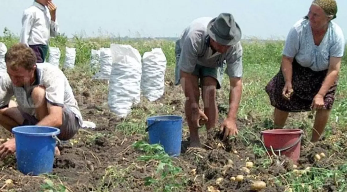 Fermierii, obligați să accepte munca la negru pentru că zilierii nu vor să își piardă ajutoarele sociale. Tărani lucrând la câmp