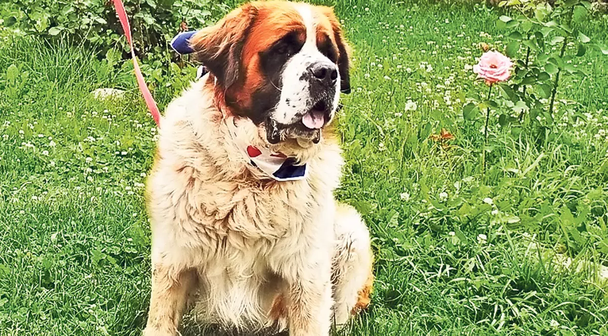 Bethoveen de România, salvator de profesie