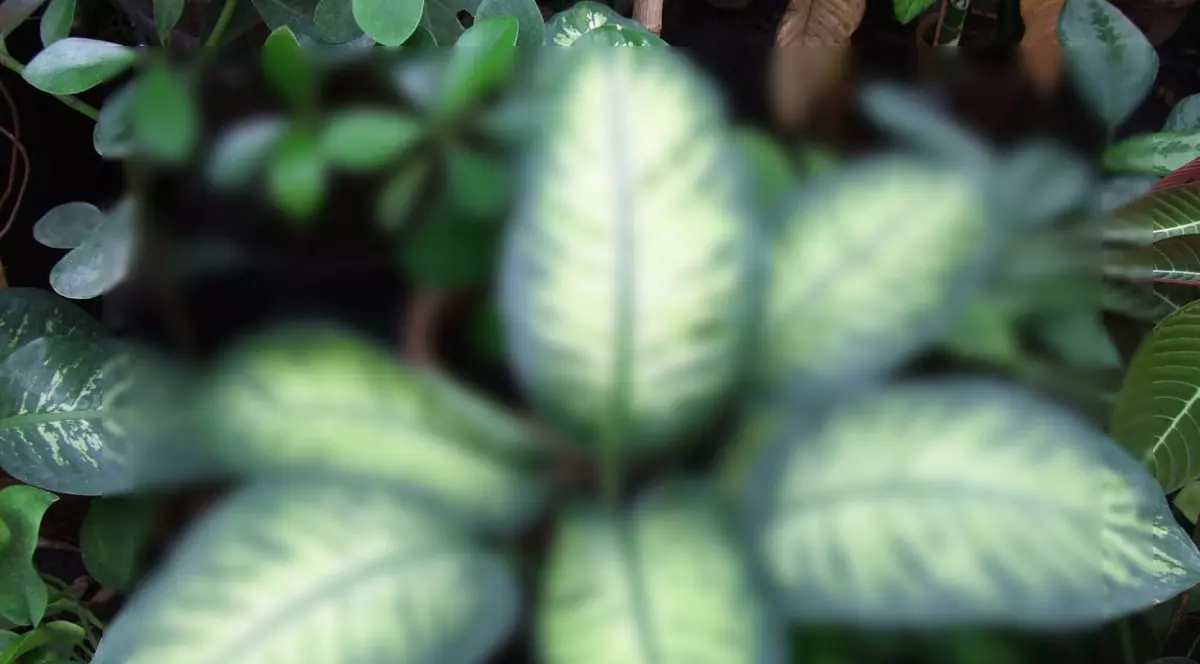 Atenție! Aveți această plantă în casă? Poate ucide un copil într-un minut!