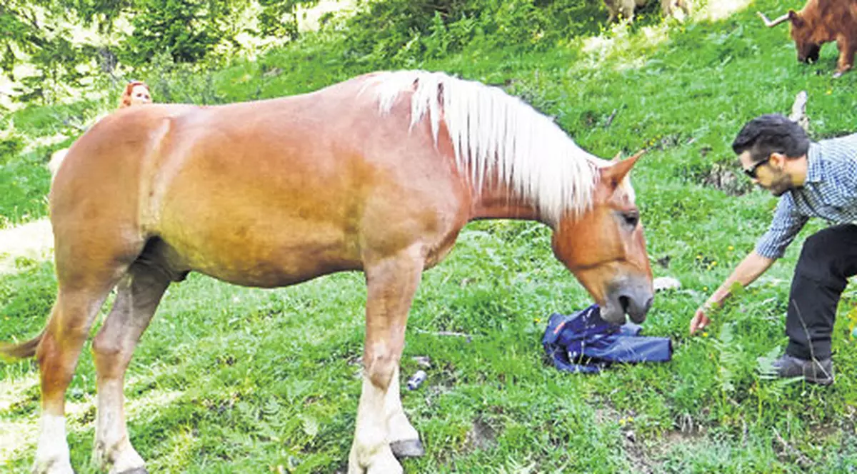 Adi Despot, atacat de un cal!