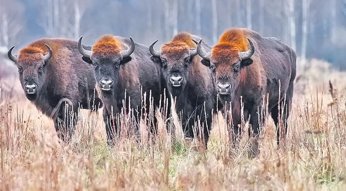 Te cazezi în grajd, ca să vezi zimbri