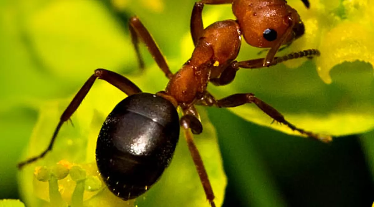Mitul spulberat! Mai mult de jumătate dintre furnici sunt "LENEȘE" și nu fac nimic