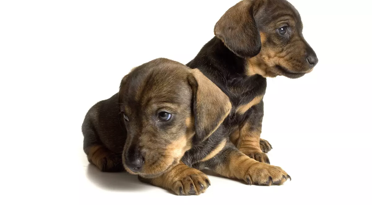 A crezut că a adoptat doi cățeluși drăgălași. N-o să-ți vină să crezi ce erau, de fapt!